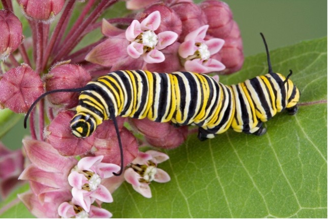 Hundreds of species of insects rely on native plants.
