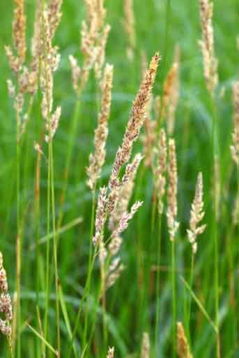 Reed Canary Grass (Phalaris arundinacea)