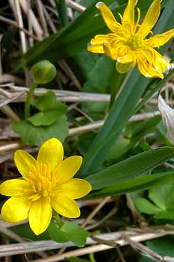 Lesser Celadine (Ranunculus ficaria)