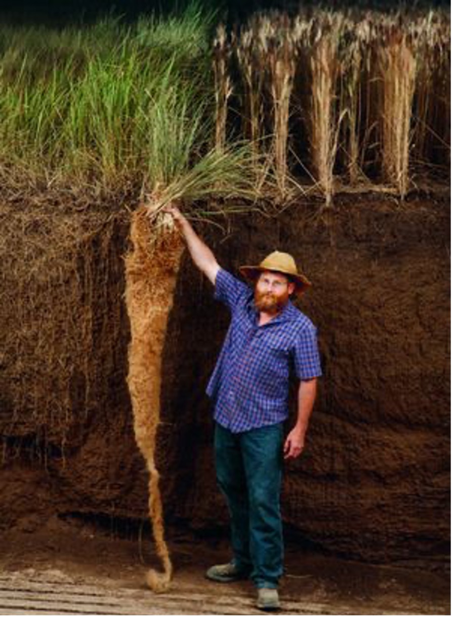 Root system of Big Bluestem prairie grass.