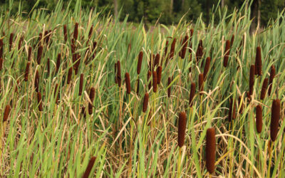 Cattail Management: How to Control Cattails in Your Pond