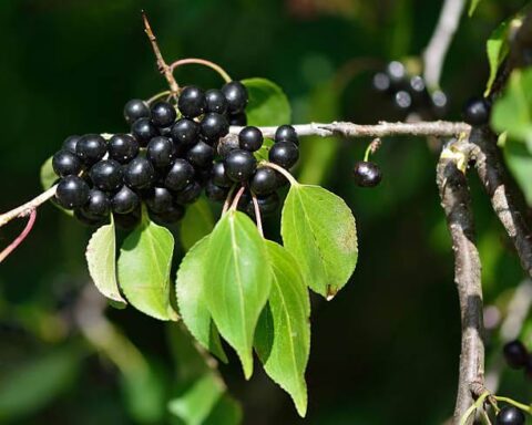 How To Remove Buckthorn: Tips From Land Management Experts