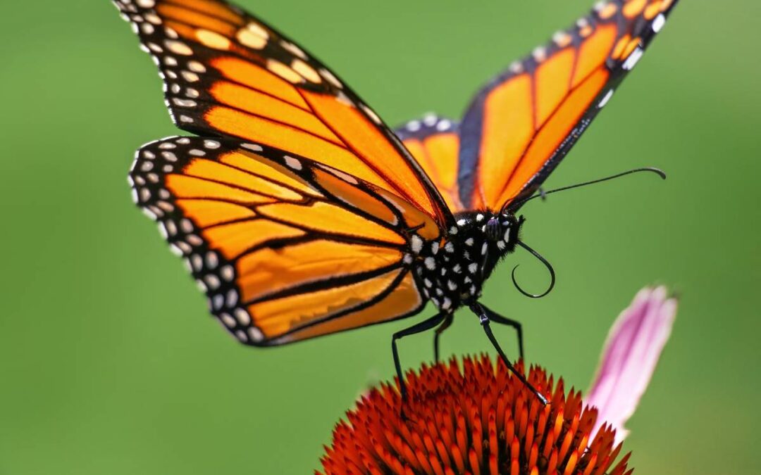How Removing Buckthorn Can Help the Endangered Monarch Butterfly