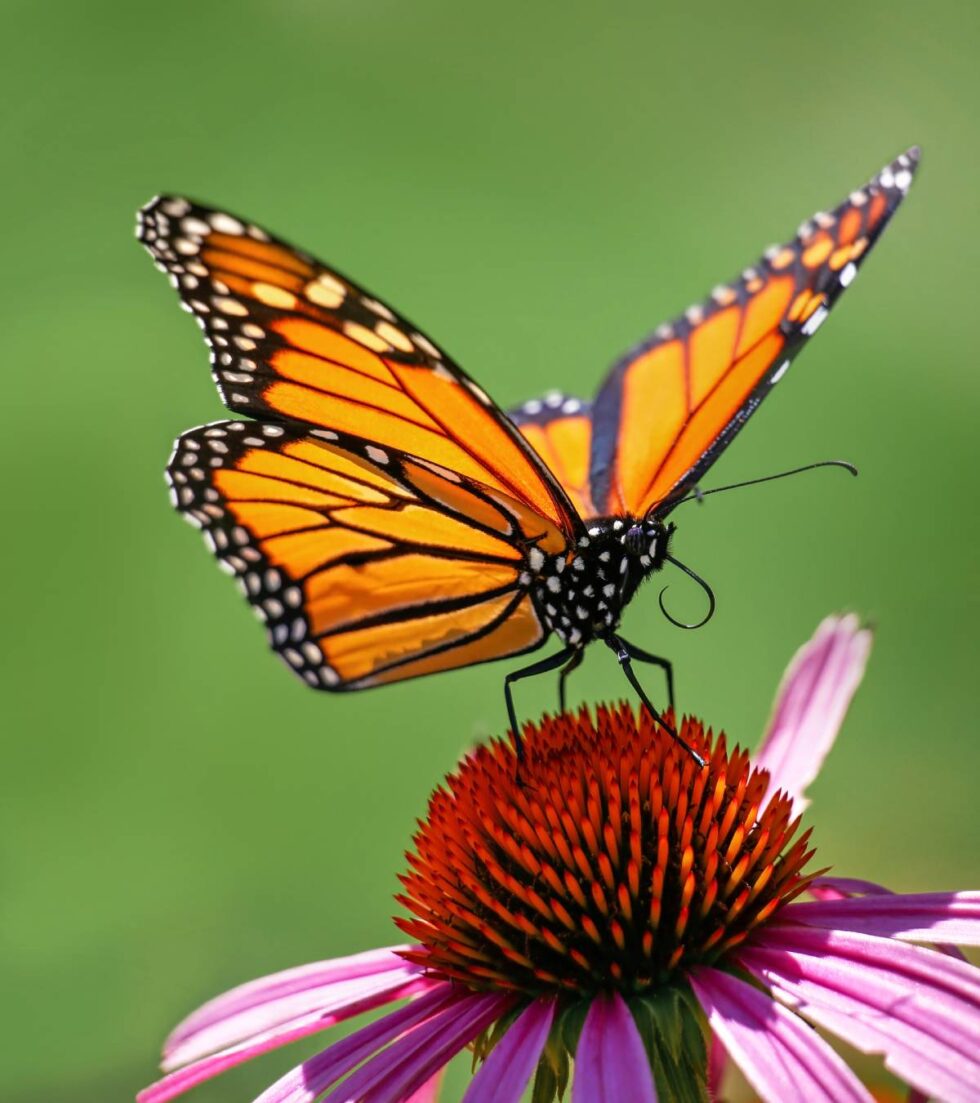 Migratory Monarch Butterfly Endangered ILM Environments