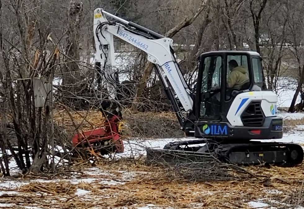 Winter Woody Work at ILM means the removal of Buckthorn and other invasive species