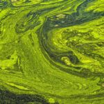 ILM The Algae Dilemma