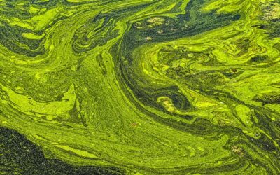 The Algae Dilemma