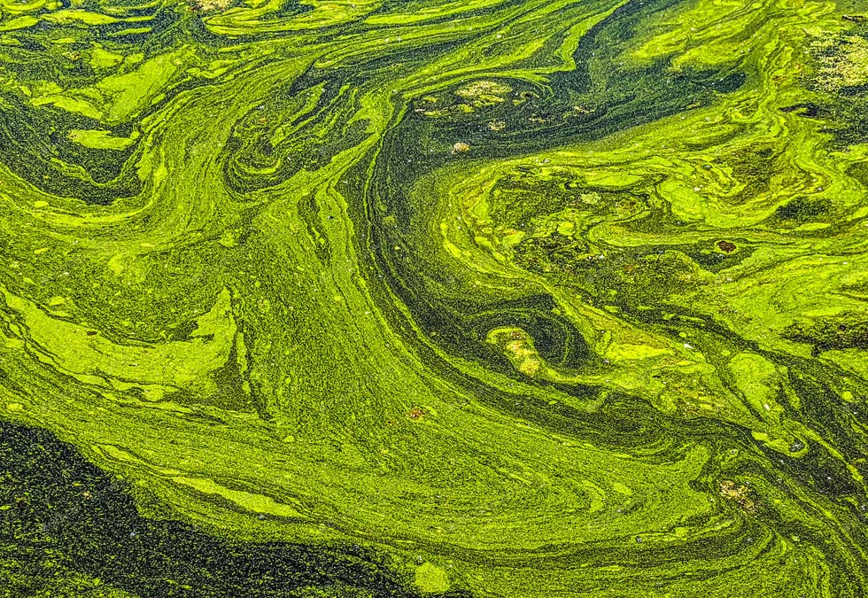 ILM The Algae Dilemma
