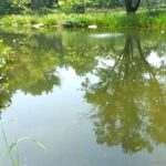 ILM Lake and Pond Emergent Zones & Buffer Zones