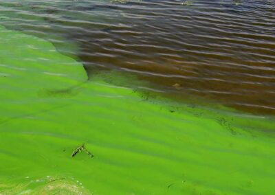 ILM Removal of Harmful Algae Bloom (HABs) - Algae Removal Illinois Wisconsin