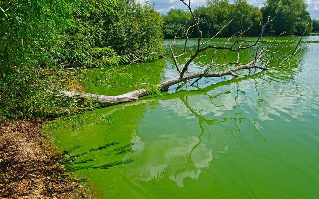 Harmful Algae Blooms