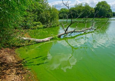 ILM Removal of Harmful Algae Bloom (HABs) - Algae Removal Illinois Wisconsin