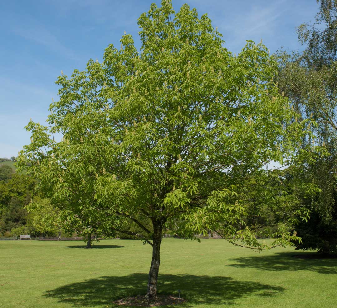 ILM: Serviceberry is a Callery Pear Alternative