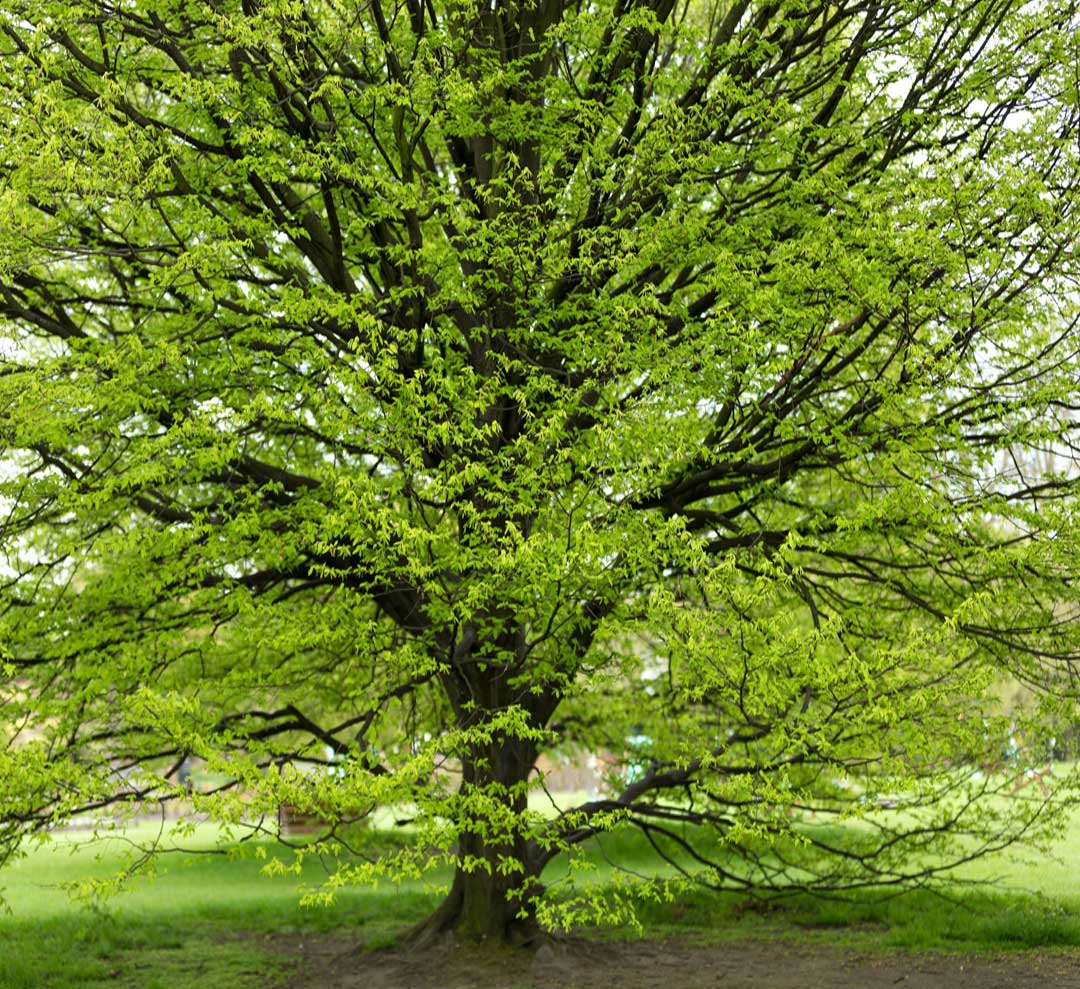 ILM: American Hornbeam is a Callery Pear Alternative