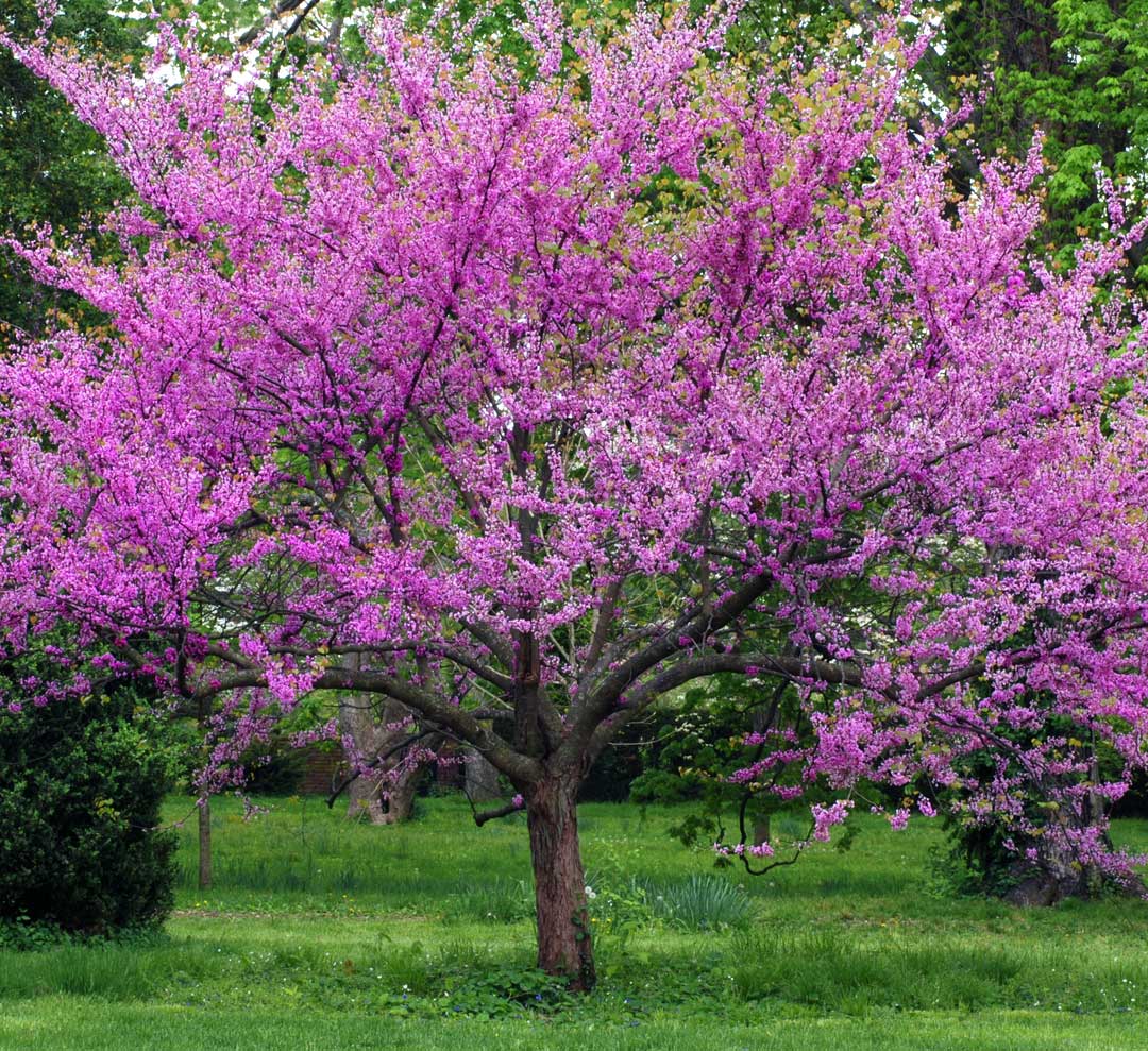 ILM: Eastern Redbud is a Callery Pear Alternative