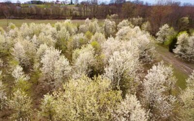 Meet the Callery Pear: The Invasive Species Threatening Midwest Ecosystems