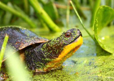 Blanding's turtle: ILM Environments Illinois Department of Natural Resources (IDNR) Phragmites and Narrow Leaf Cattail Control Illinois Beach State Park