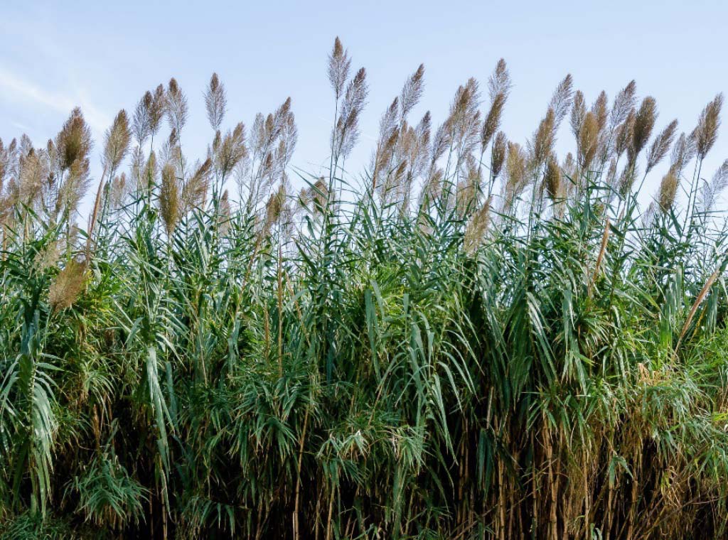 ILM Environments Illinois Department of Natural Resources (IDNR) Phragmites and Narrow Leaf Cattail Control Illinois Beach State Park