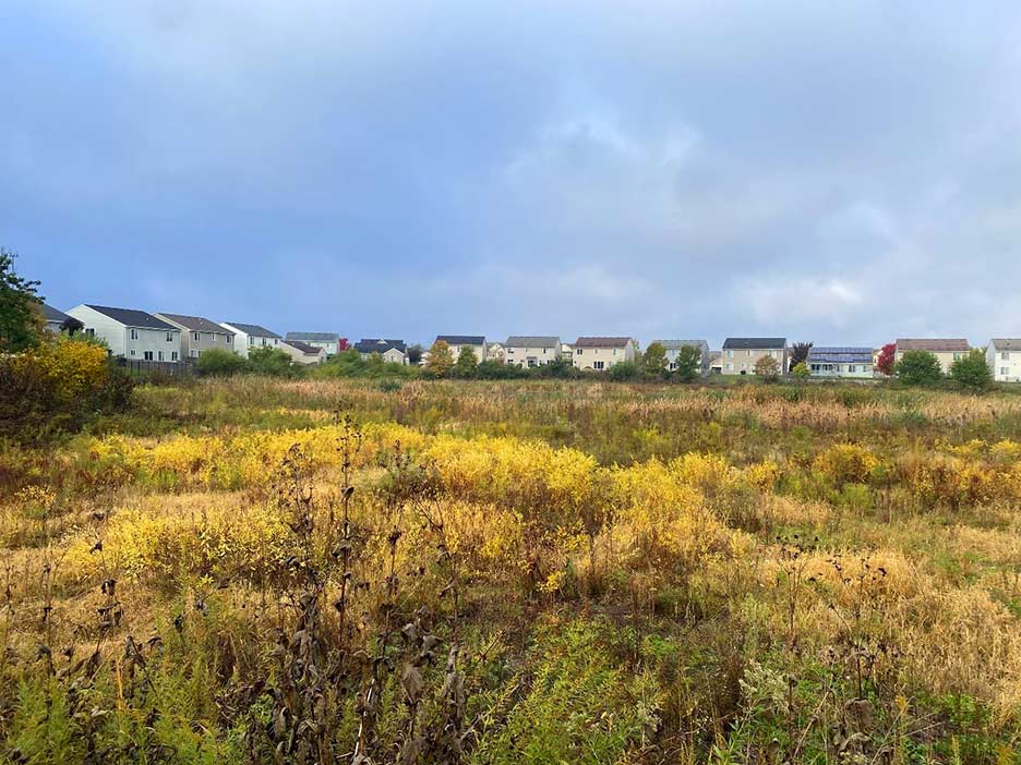 Wetland