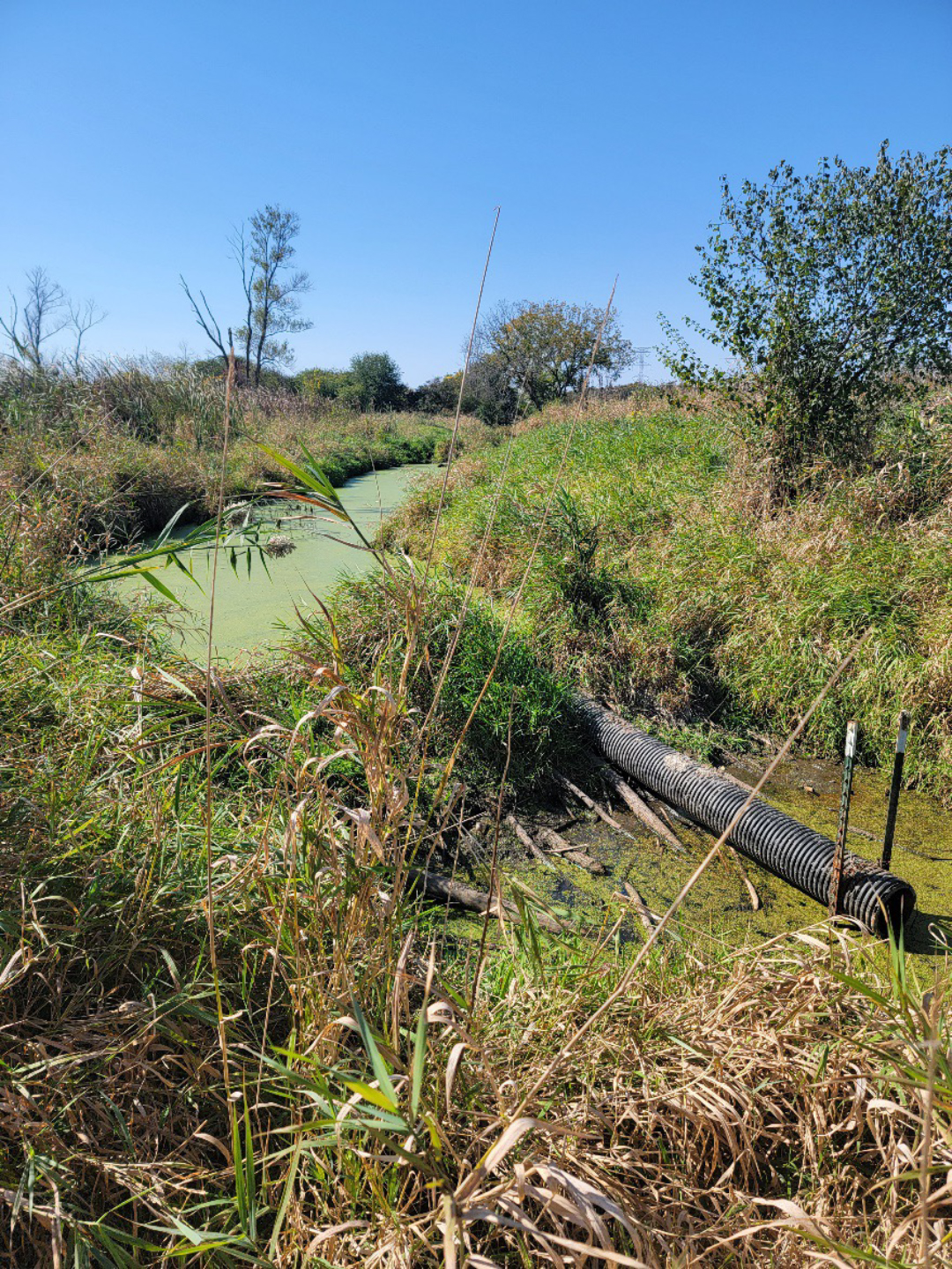 ILM Beaver Dam Leveler