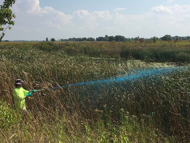 Wetland Restoration Spraying Cattails