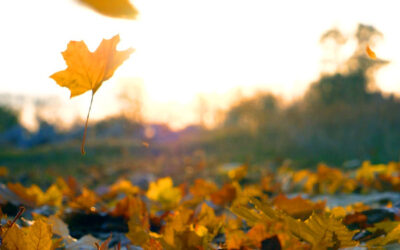 Autumn Leaf Litter