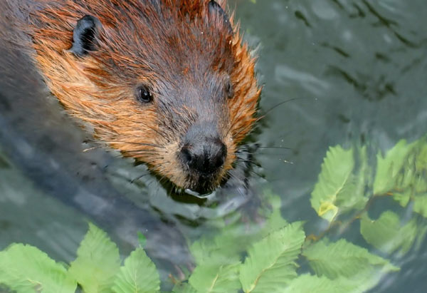 ILM Beaver Dam Levelers Blog Post