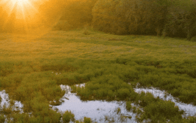 What is Wetland Delineation?