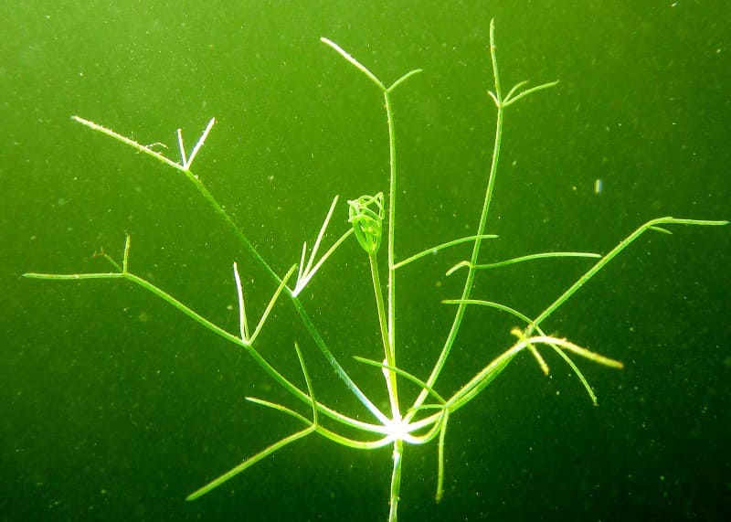 Starry stonewort is a bushy, bright green macro-algae